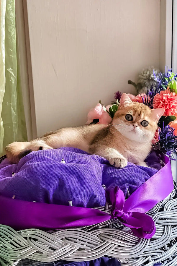 Nixsi | british shorthair kitten