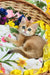 Nixsi | british shorthair kitten