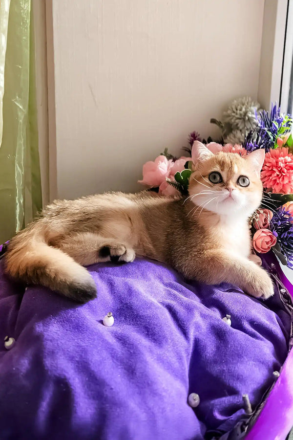 Nixsi | british shorthair kitten