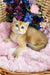 Nixsi | british shorthair kitten