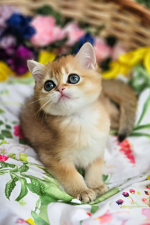Nixsi | british shorthair kitten