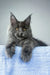 Noah | maine coon kitten