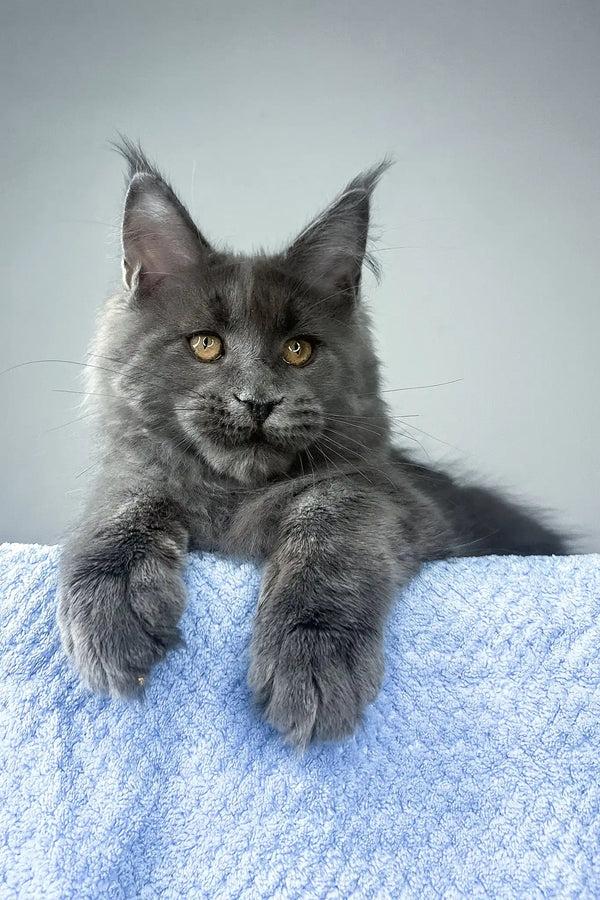 Noah | maine coon kitten