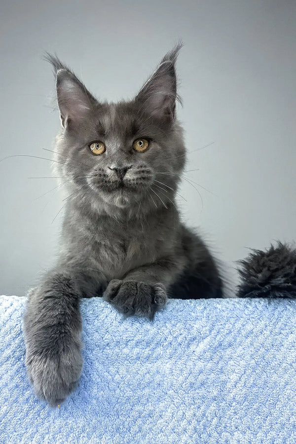 Noah | maine coon kitten