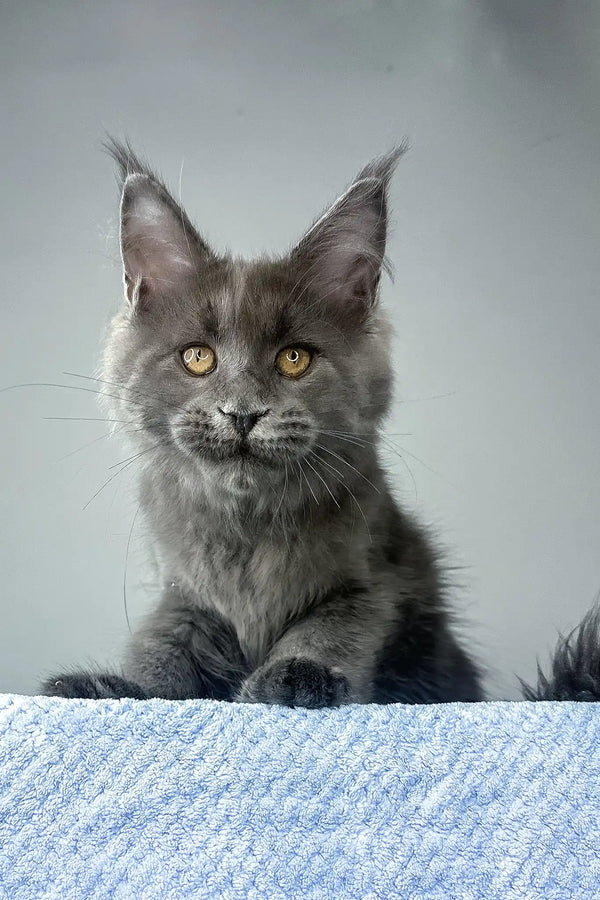 Noah | maine coon kitten