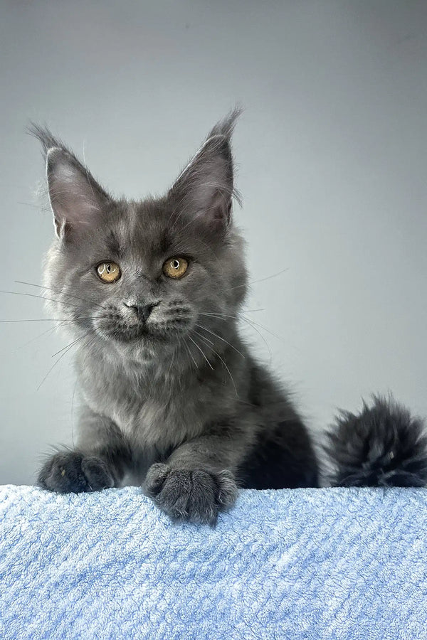 Noah | maine coon kitten