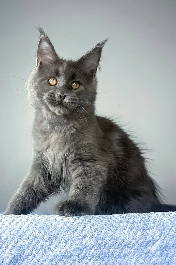 Noah | maine coon kitten