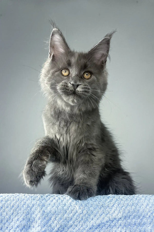 Noah | maine coon kitten