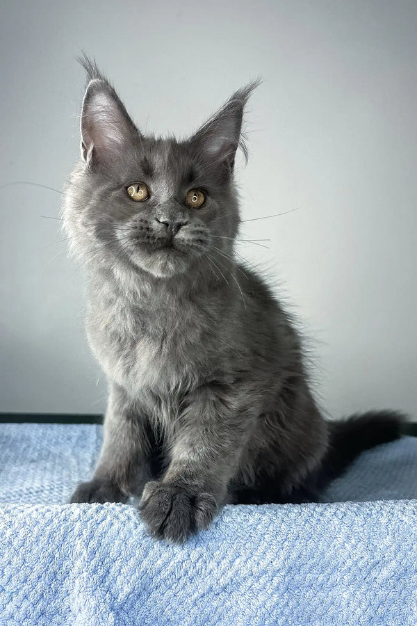 Noah | maine coon kitten