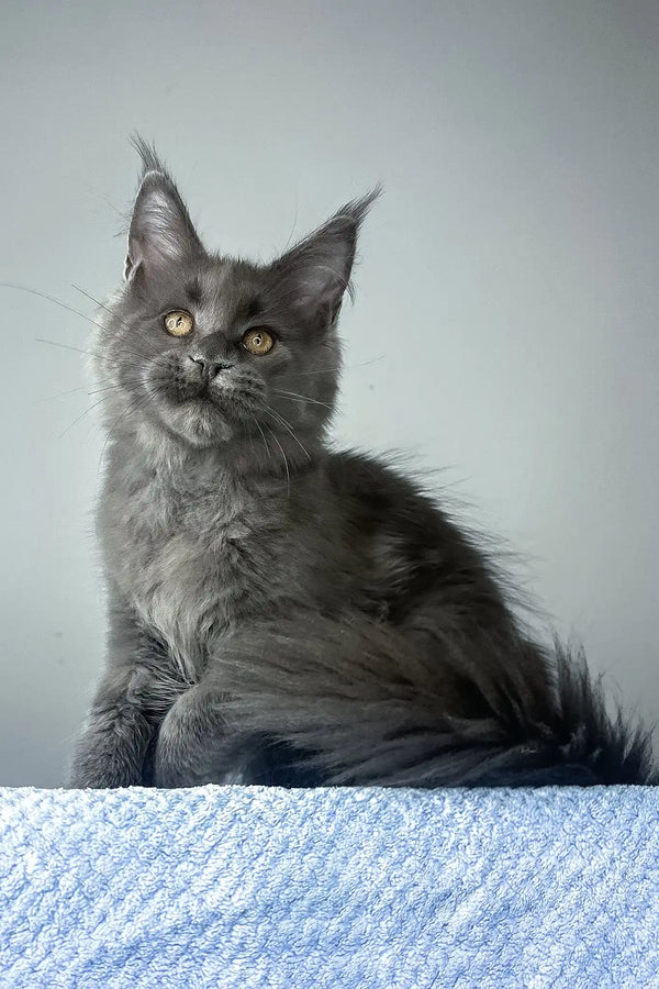 Noah | maine coon kitten