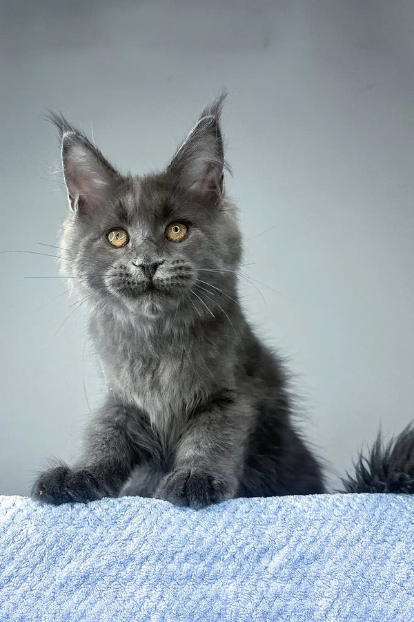 Noah | maine coon kitten