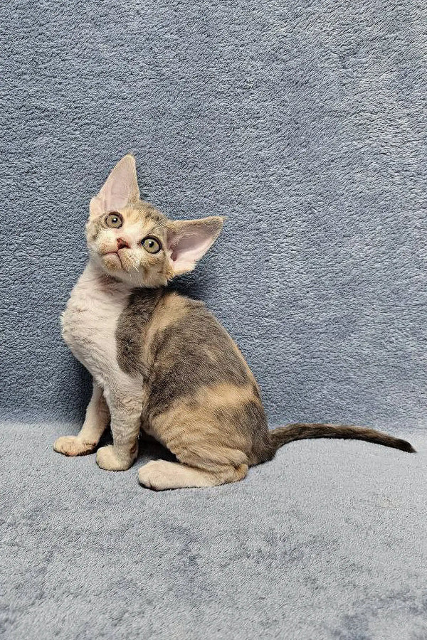Sitting Devon Rex kitten from Noami collection, perfect pet for cat lovers