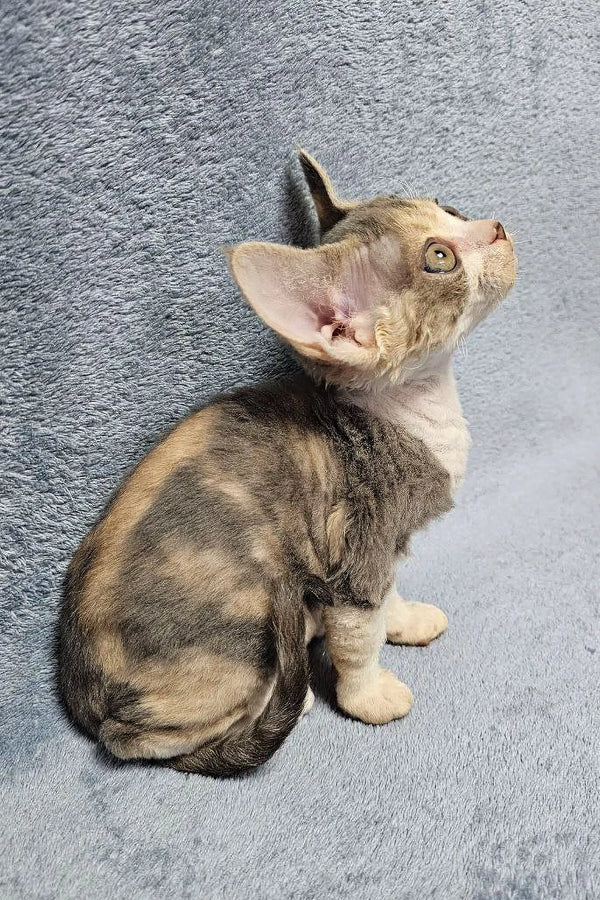 Calico Devon Rex kitten named Noami looking playful and adorable