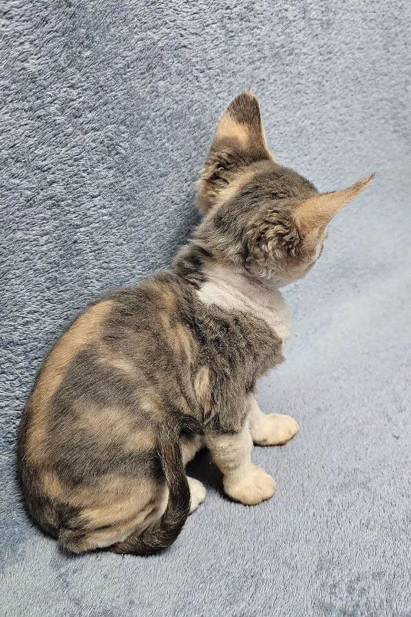 Calico Devon Rex kitten named Noami looking adorable and playful