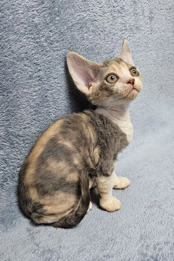 Calico Devon Rex kitten from the Noami collection, playful and super cute