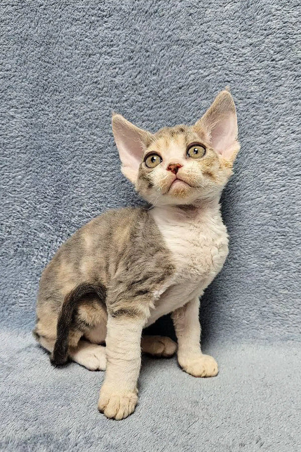 Cute Sitting Devon Rex Cat from Noami Devon Rex Kitten collection