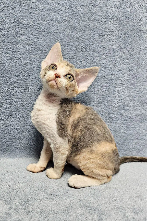 Curious Devon Rex kitten in the Noami product, perfect for cat lovers