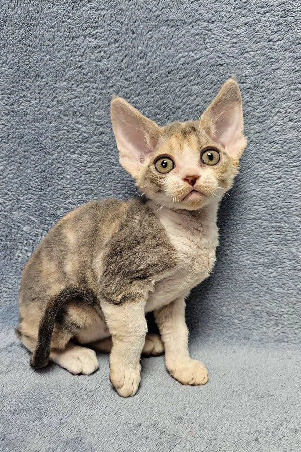 Gray and white Devon Rex kitten from Noami | Devon Rex Kitten collection
