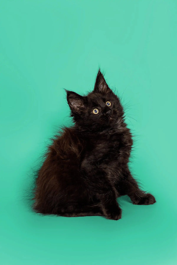 Cute Black Maine Coon Kitten with fluffy fur and bright eyes, perfect pet companion