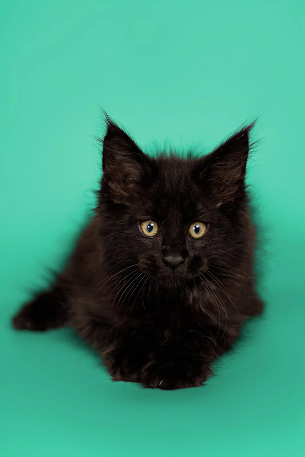 Black Maine Coon kitten with bright eyes and fluffy fur, perfect for your home
