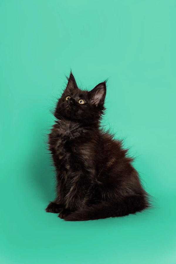 Fluffy black Maine Coon kitten with bright eyes sitting upright, looking adorable