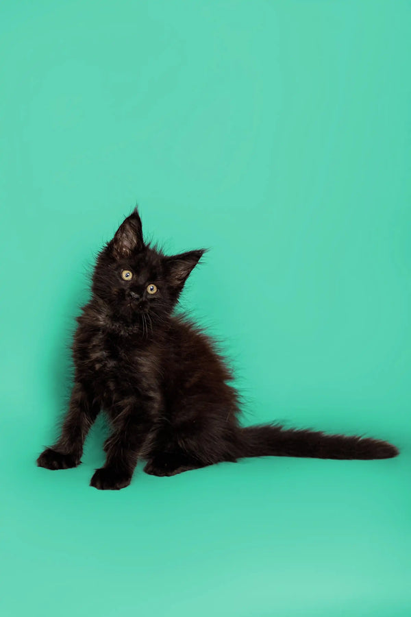 Adorable Black Maine Coon Kitten with fluffy fur and bright eyes, perfect for cuddles
