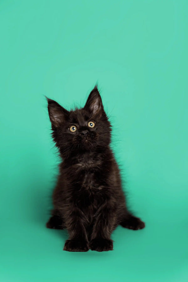 Black Maine Coon kitten with wide eyes and fluffy fur, perfect for your home
