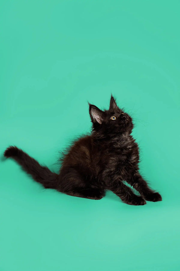 Fluffy black Maine Coon kitten sitting and looking up, perfect for cat lovers