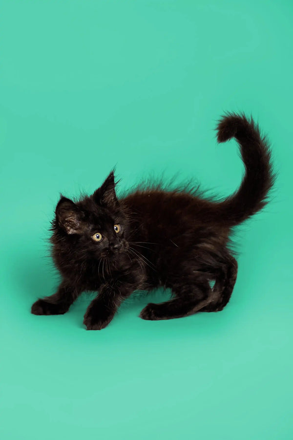 Fluffy black Maine Coon kitten with bright eyes and curled tail, perfect for cuddles