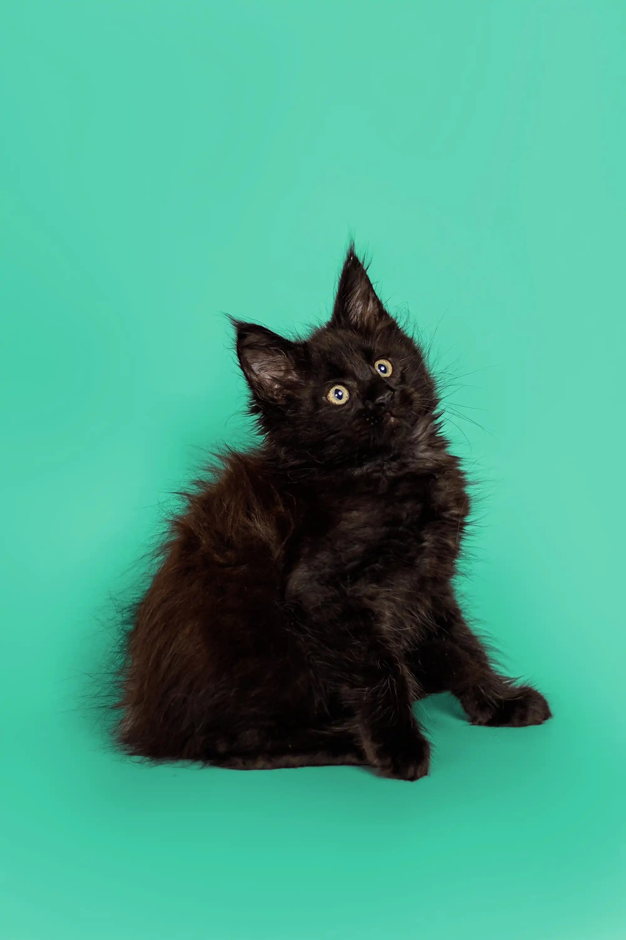 Maine Coon Kittens for Sale Noir | Kitten