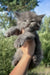 Nolan | maine coon kitten