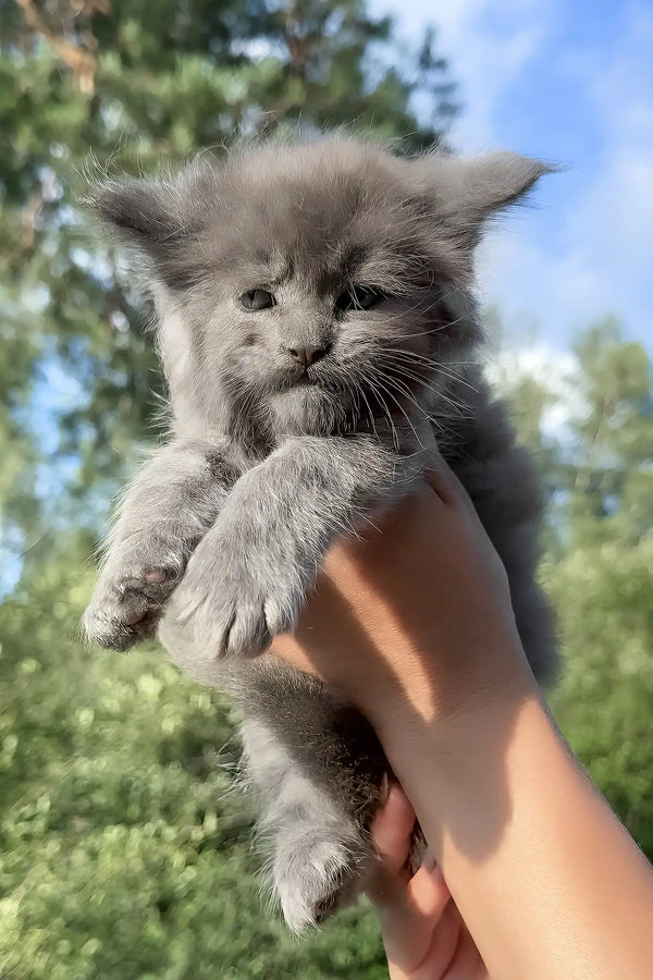 Nolan | maine coon kitten