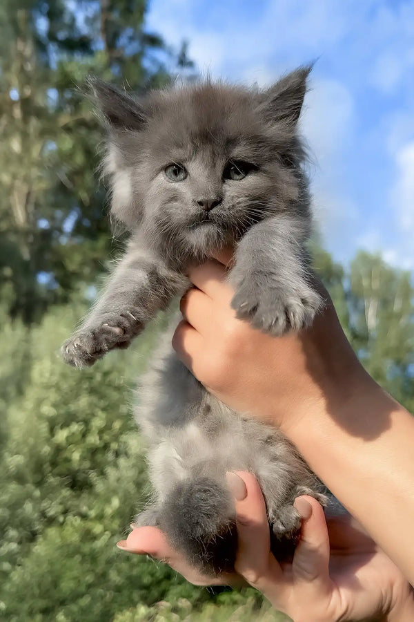 Nolan | maine coon kitten