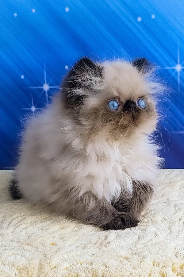 Nolan | persian kitten