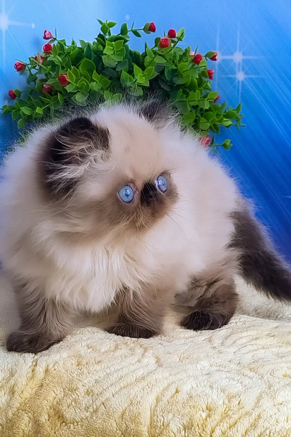 Nolan | persian kitten