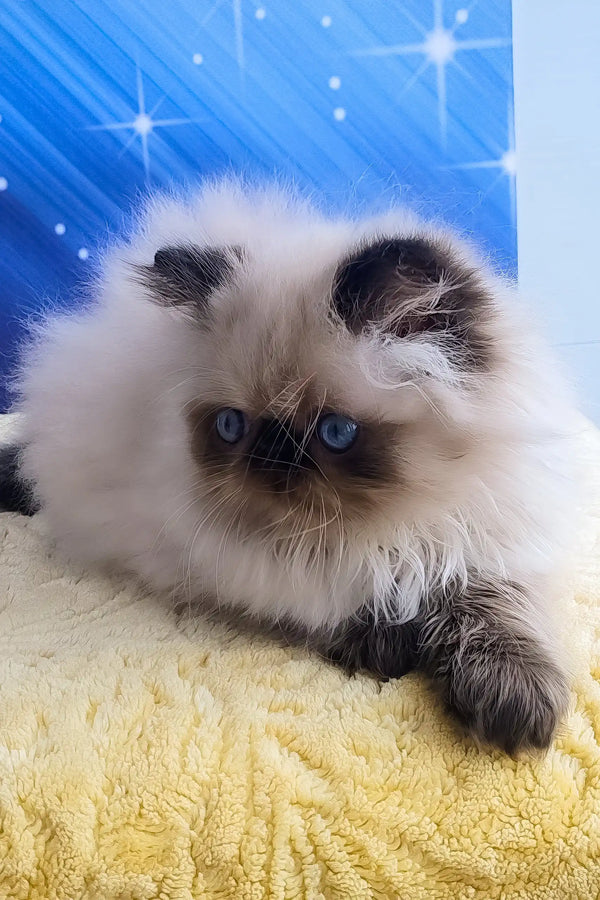 Nolan | persian kitten