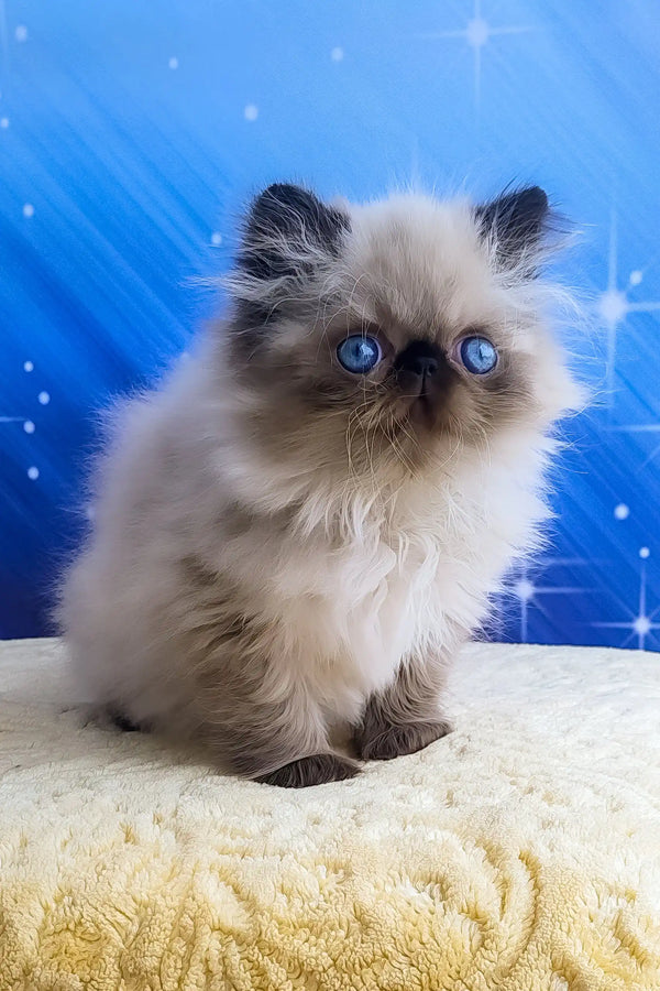 Nolan | persian kitten