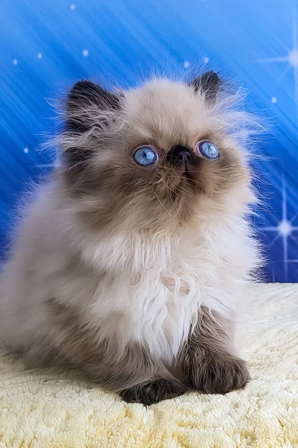 Nolan | persian kitten