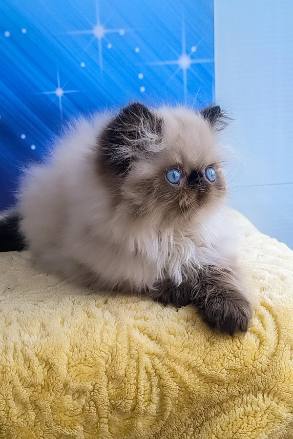 Nolan | persian kitten