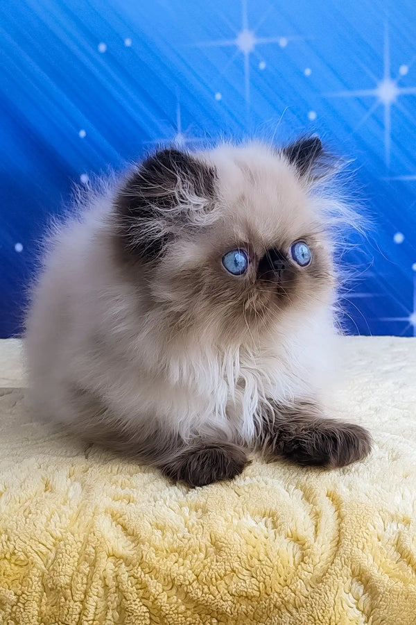 Nolan | persian kitten