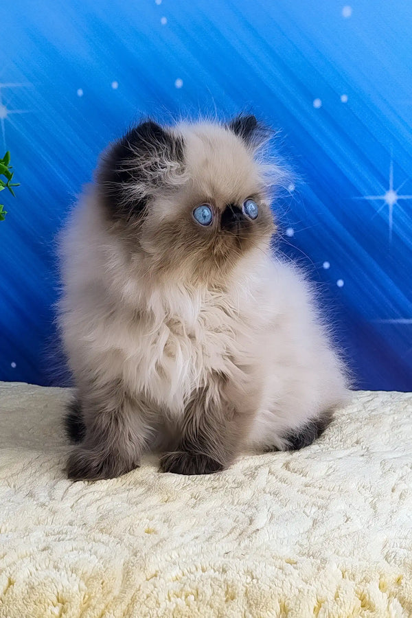 Nolan | persian kitten