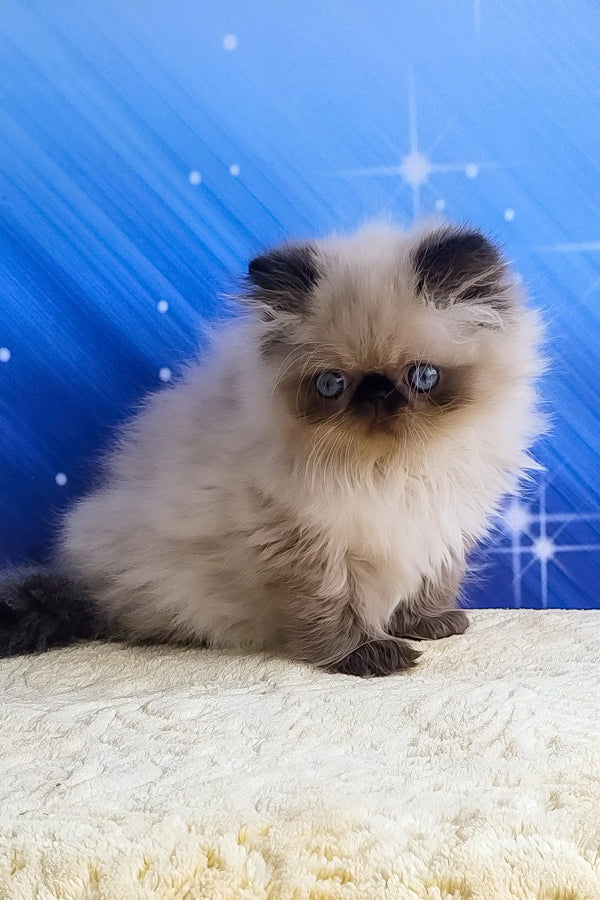 Nolan | persian kitten