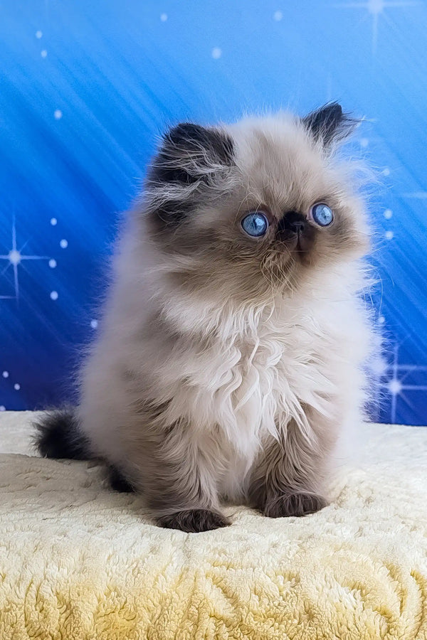 Cat Breed Persian Cats Adoption Near Me Cat Breed Persian Cat
