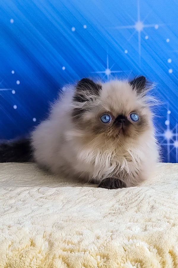 Nolan | persian kitten