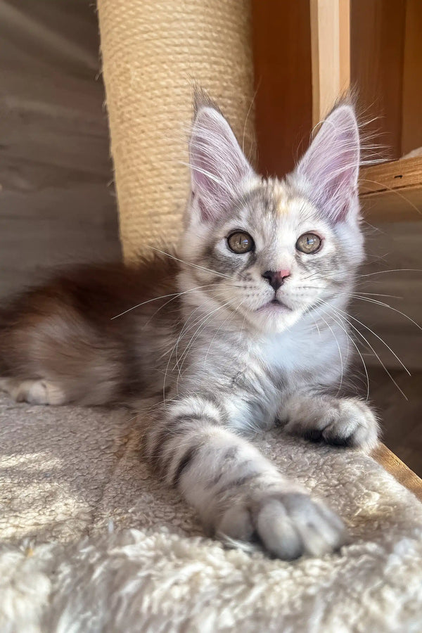 Nora | maine coon kitten