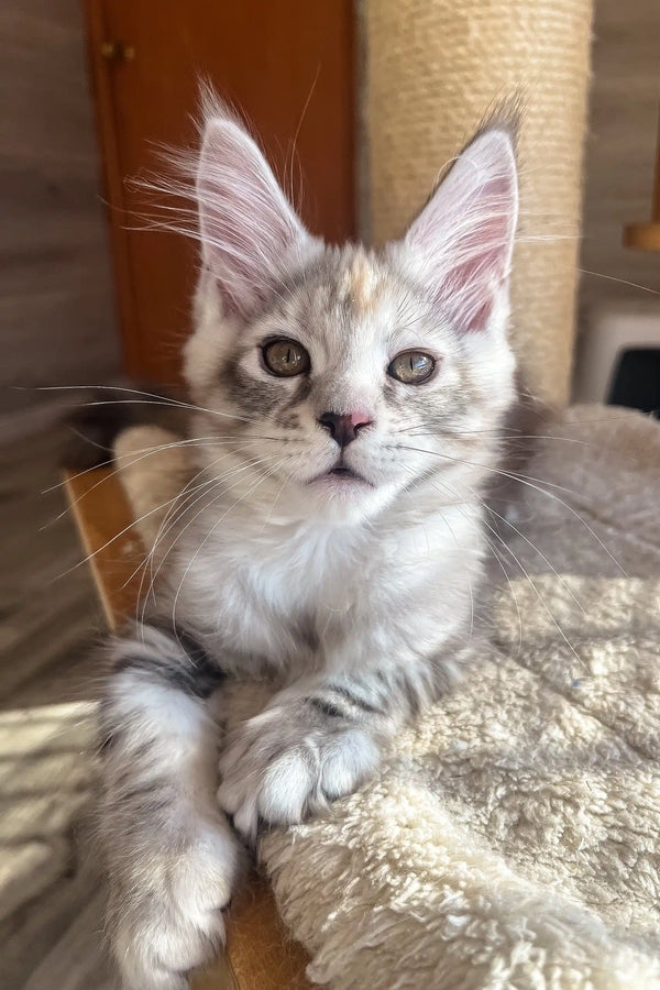 Nora | maine coon kitten