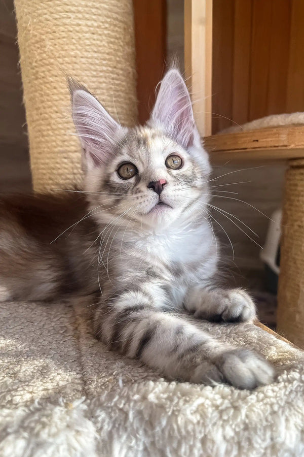 Nora | maine coon kitten