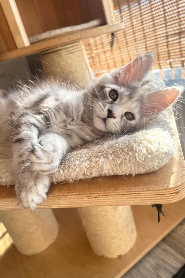 Nora | maine coon kitten