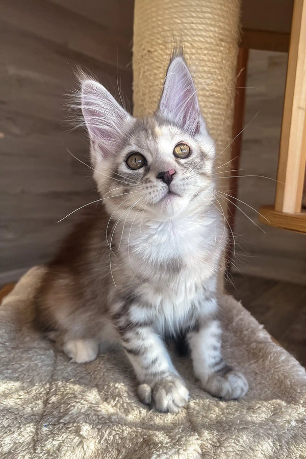 Nora | maine coon kitten