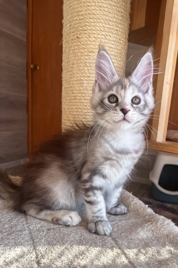 Nora | maine coon kitten